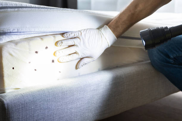 Best Wasp Removal Services  in Moriarty, NM