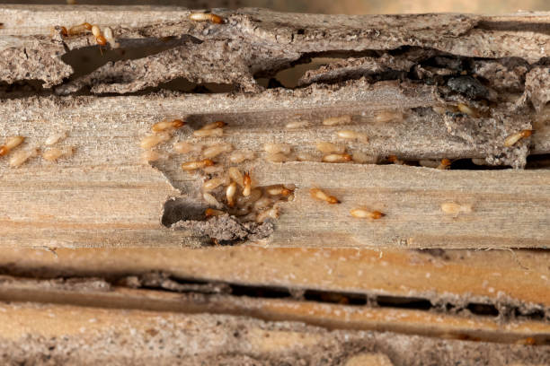 Wasp Removal Services in Moriarty, NM